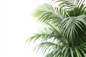 Obraz premium betel leaf 