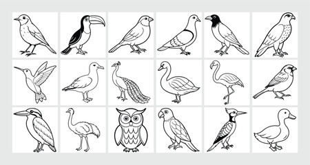 Elegant and Colorful Birds Collection.