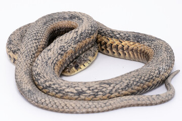 Garter Snake (Thamnophis sirtalis)