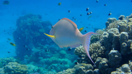 Candelamoa parrotfish or longnose parrotfish (Hipposcarus harid) undersea, Red Sea, Egypt, Sharm El Sheikh, Montazah Bay