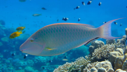 Candelamoa parrotfish or longnose parrotfish (Hipposcarus harid) undersea, Red Sea, Egypt, Sharm El Sheikh, Montazah Bay