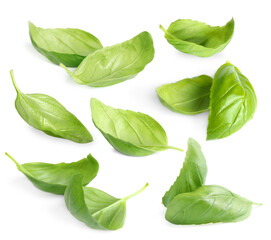 Fresh basil leaves isolated on white, set