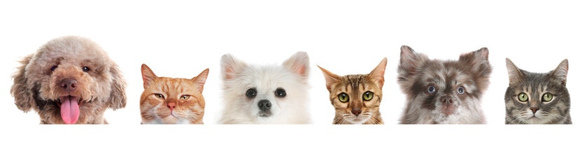 Adorable cats and dogs peeking out from banner on white background