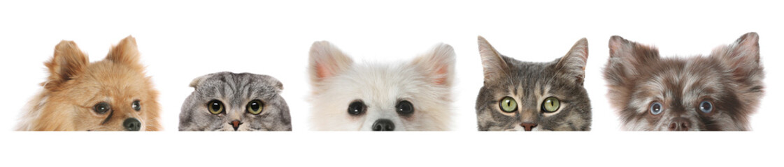 Adorable cats and dogs peeking out from banner on white background