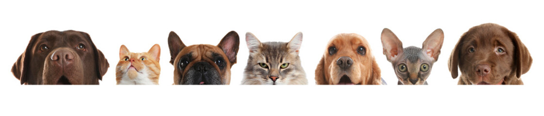 Adorable cats and dogs peeking out from banner on white background