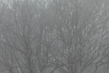 This winter scene captures the beauty of frosted tree branches, creating a serene and chilly...