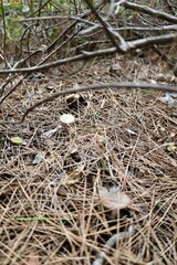 Mushroom forest ground. High quality photo