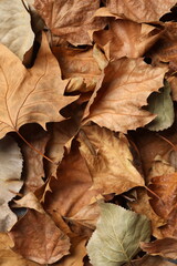Various autumn leaves as a background, close up