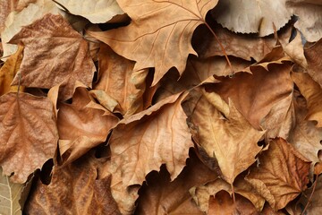 Various autumn leaves as a background, close up