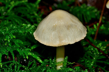 Mushroom close up