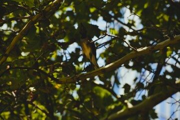 Bird on a Branch