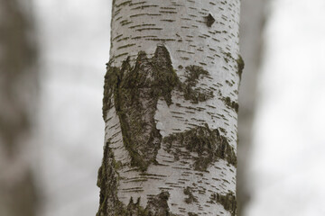 A detailed view showcasing the intricate texture of birch tree bark in a natural outdoor setting, highlighting its unique patterns and variations