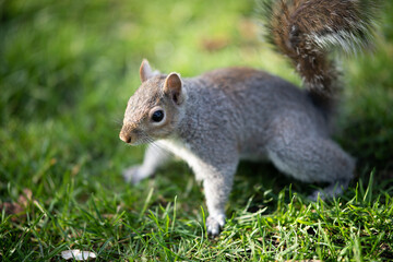 Curious Squirrel in the Sunlit Grass