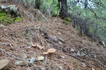 Mushroom forest ground. High quality photo