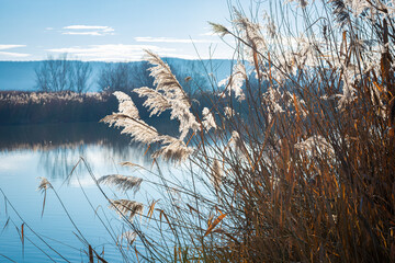Obraz premium Sunlit reed plumes on the banks of a river