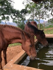 Two Horses Drinking from a Tranquil Waterhole in Nature