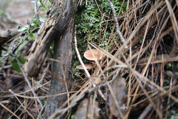 Mushrooms moss forest. High quality photo
