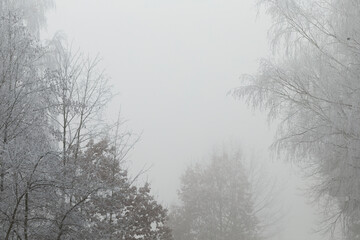 A thick fog envelops a serene forest scene filled with bare trees, creating an ethereal and...