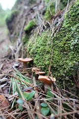 Mushrooms moss forest. High quality photo