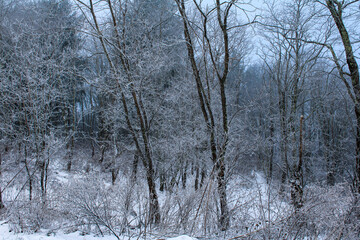 A dense winter forest covered in snow and frost, with tall bare trees and evergreen bushes. The atmosphere is cold, quiet, and misty, creating a serene and moody natural scene.