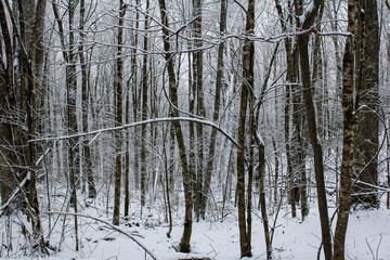 A dense winter forest covered in snow and frost, with tall bare trees and evergreen bushes. The atmosphere is cold, quiet, and misty, creating a serene and moody natural scene.