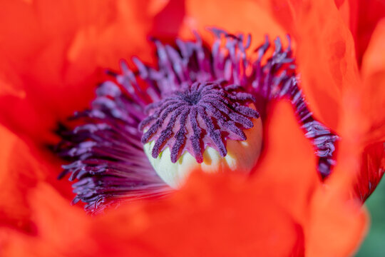 Close Up of Big Red Oriental Poppy with Purple Center
