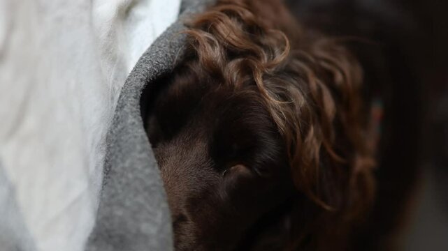Young English Cocker Spaniel sleeping on a bed close-up portrait. A dark brown English Cocker Spaniel puppy sleeps on the bed. English Cocker Spaniel puppy sleeps after a walk. Happy puppy