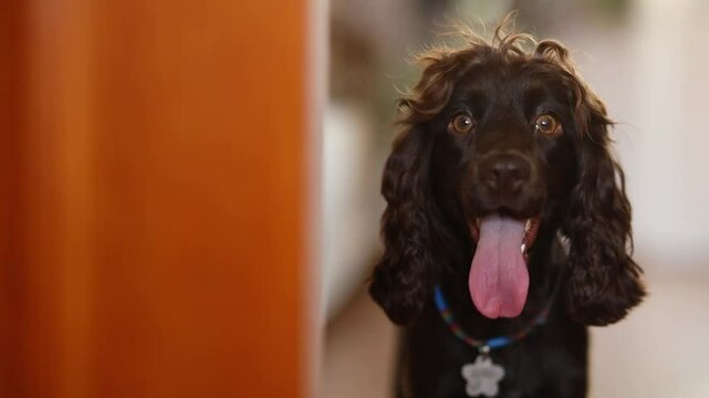Young English Cocker Spaniel, close-up portrait. Young dark brown English Cocker Spaniel puppy on the bed. A young playful English Cocker Spaniel puppy looks at the camera. Happy pup, soft focus