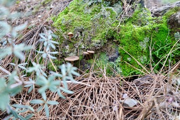 Mushrooms moss forest. High quality photo
