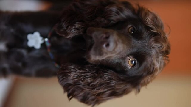 Young dark brown English Cocker Spaniel, close-up portrait. Young dark brown English Cocker Spaniel on the bed. A playful English Cocker Spaniel puppy looks at the camera. Happy puppy, soft focus