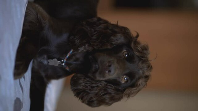 Young dark brown English Cocker Spaniel, close-up portrait. Young dark brown English Cocker Spaniel on the bed. A playful English Cocker Spaniel puppy looks at the camera. Happy puppy, soft focus