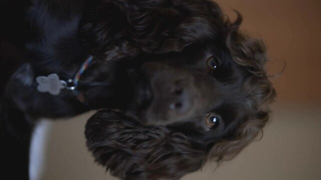 Young dark brown English Cocker Spaniel, close-up portrait. Young dark brown English Cocker Spaniel on the bed. A playful English Cocker Spaniel puppy looks at the camera. Happy puppy, soft focus