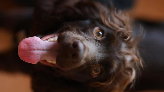 Young English Cocker Spaniel puppy, close-up portrait. Young dark brown English Cocker Spaniel puppy on the bed. A young playful English Cocker Spaniel puppy looks at the camera. Happy pup, soft focus