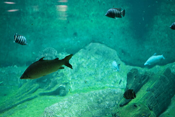Obraz premium Beautiful photo of fish in aquarium with turquoise water.