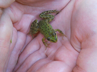 A small green frog in the open hands of men.