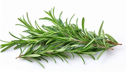 Fototapeta premium fresh rosemary sprigs isolated background