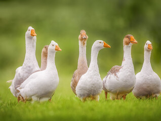 A flock of white geese walking on lush green grass, creating a magical and idyllic countryside scene