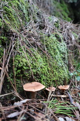 Mushrooms moss forest. High quality photo