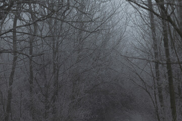 A winding path through a dense, fogladen forest, where bare trees on either side enhance the eerie and mysterious atmosphere that surrounds the area