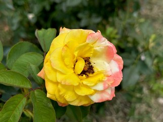 Lemon yellow pink rose. Close-up detail. Large, chameleon, tricolor, yellow-orange-pink rose flower. Rosa 'Madame A. Meilland' flower. Beautiful hybrid tea Peace rose. Yellow, pink and creamy rose.