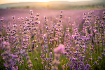 Naklejka premium Blooming lavender field. Beautiful purple flowers. Regional organic cultivation.