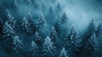 Fototapeta premium Misty aerial view of frosty pine forest.