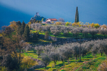 Naklejka premium Olive Orchards under the Italian Alps near the Lake Garda, Trantino in Italy