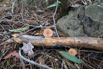 Mushrooms on log. High quality photo