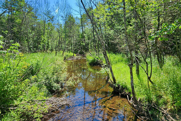 Fototapeta premium A summer landscape: a stream through a marsh surrounded by lush green grasses, brush, and trees, under a gorgeous blue sky
