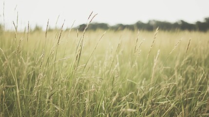 Obraz premium Tall grass field in soft light, showing texture and depth.