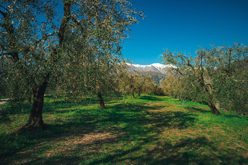 Olive Orchards under the Italian Alps near the Lake Garda, Trantino in Italy