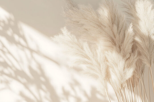 Fototapeta close up of feather