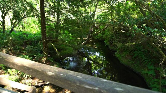 Redwood National Park Boyes Creek Bridge California USA World Heritage Site