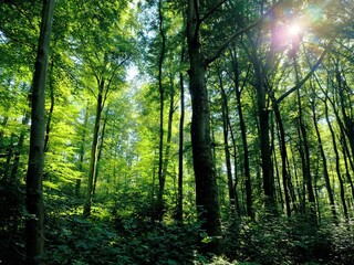 Obraz premium Das Licht der Sonne scheint hell durch die Baumkronen eines dichten grünen sommerlichen Waldes